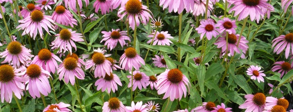 coneflowers